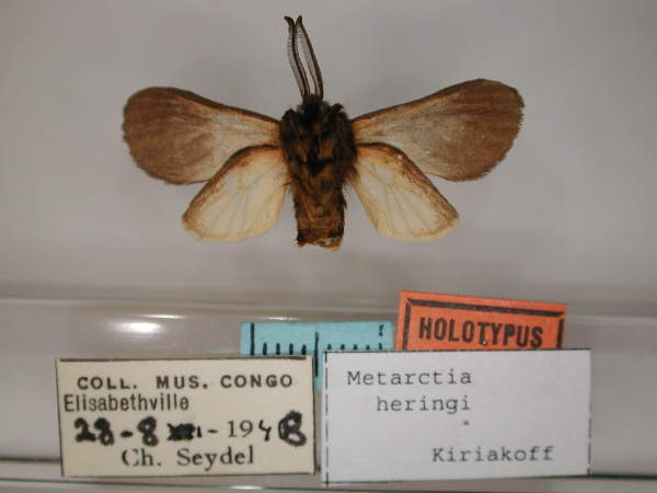 /filer/webapps/moths/media/images/H/heringi_Metarctia_HT_RMCA_02.jpg