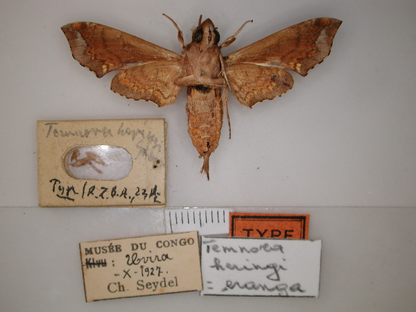 /filer/webapps/moths/media/images/H/heringi_Temnora_HT_RMCA_02.jpg