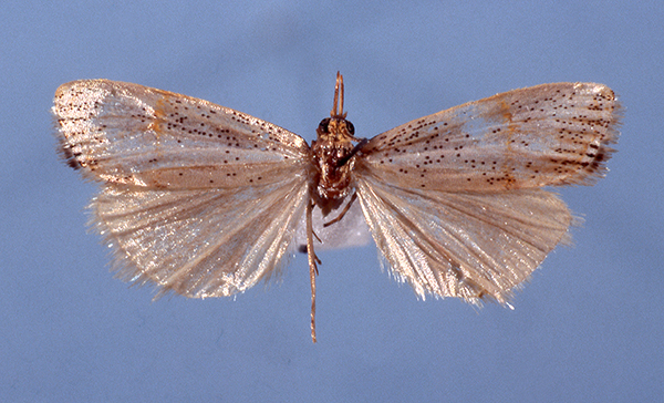 /filer/webapps/moths/media/images/H/hermione_HT.jpg