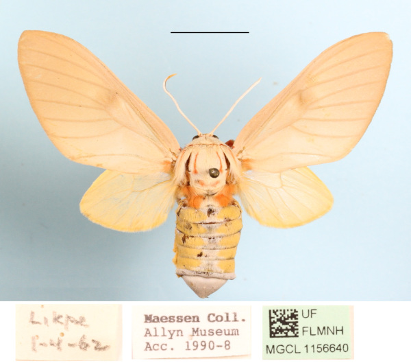 /filer/webapps/moths/media/images/H/herona_Balacra_AF_MGCLa_02.JPG