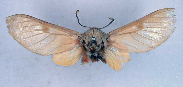 /filer/webapps/moths/media/images/H/herona_Balacra_HT_BMNH_01.jpg