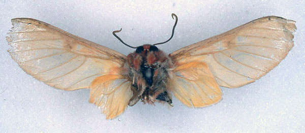 /filer/webapps/moths/media/images/H/herona_Balacra_HT_BMNH_02.jpg