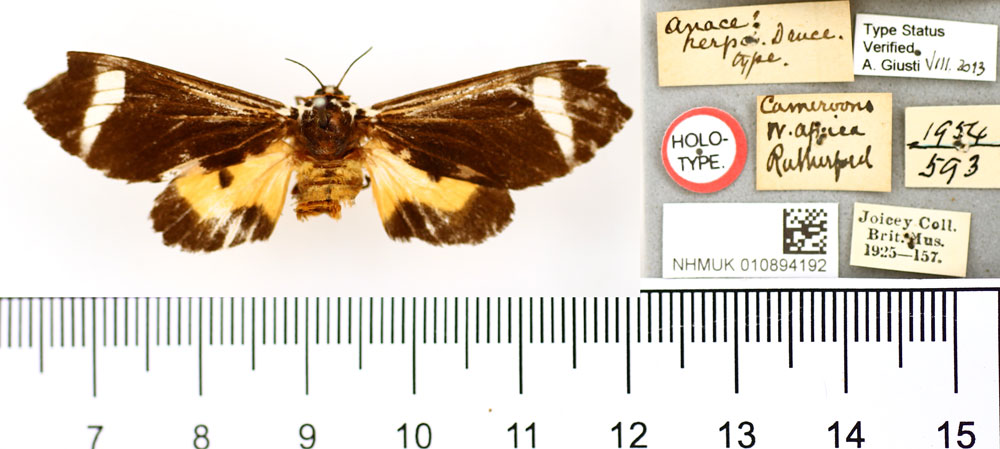 /filer/webapps/moths/media/images/H/herpa_Anace_HT_BMNH.jpg