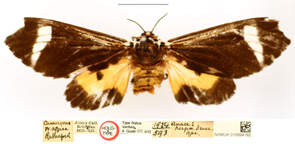 /filer/webapps/moths/media/images/H/herpa_Anace_HT_BMNH_vH9iyTv.jpg