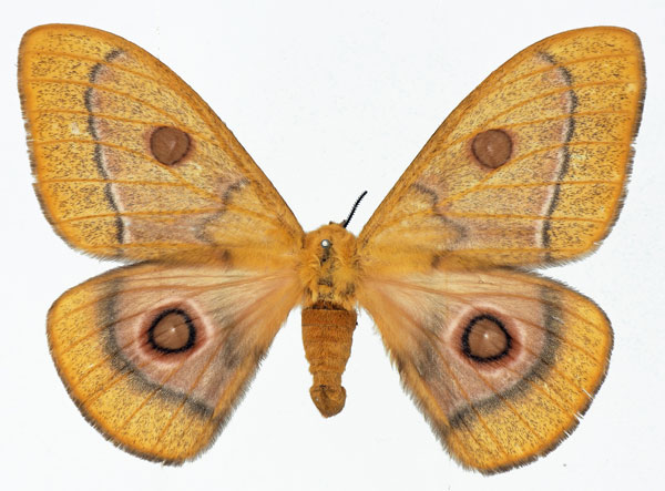 /filer/webapps/moths/media/images/H/hersilia_Bunaeopsis_AF_Basquin.jpg