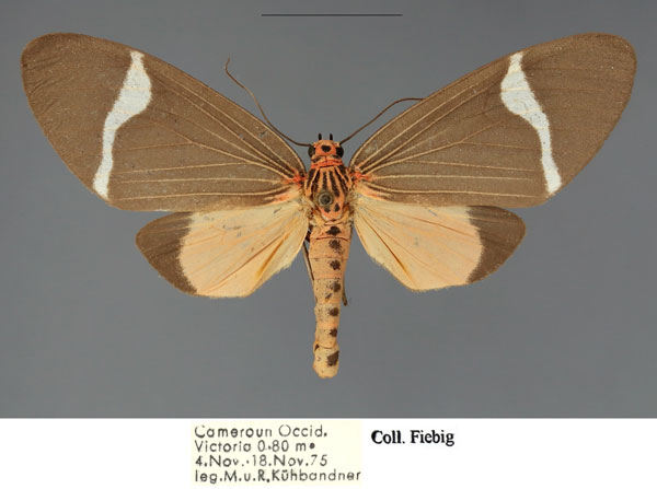 /filer/webapps/moths/media/images/H/hersilia_Caryatis_AM_Fiebig.jpg