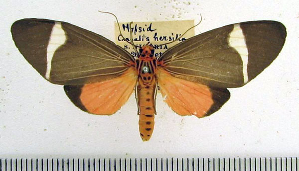 /filer/webapps/moths/media/images/H/hersilia_Caryatis_A_HDOU.jpg