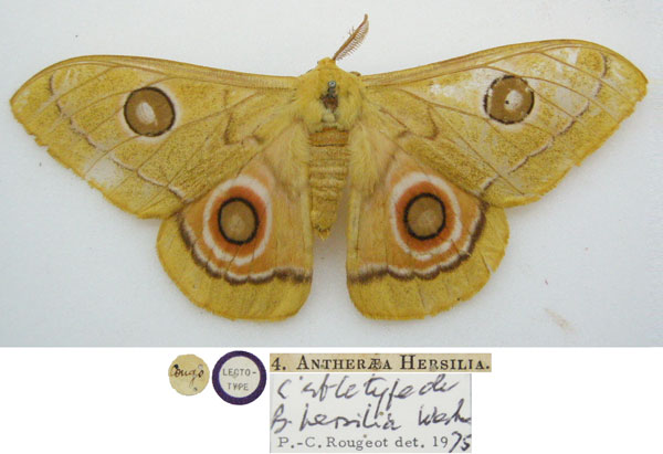 /filer/webapps/moths/media/images/H/hersilia_Saturnia_STM_NHMUKa.jpg