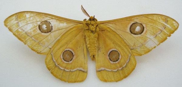 /filer/webapps/moths/media/images/H/hersilia_Saturnia_STM_NHMUKb.jpg