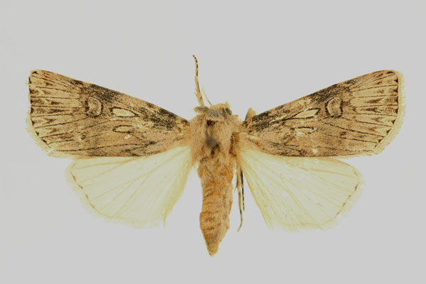 /filer/webapps/moths/media/images/H/herzogi_Agrotis_AF_RMCA.jpg