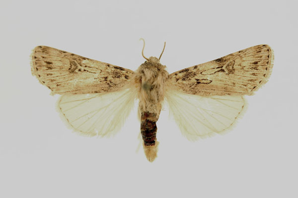 /filer/webapps/moths/media/images/H/herzogi_Agrotis_AM_RMCA.jpg