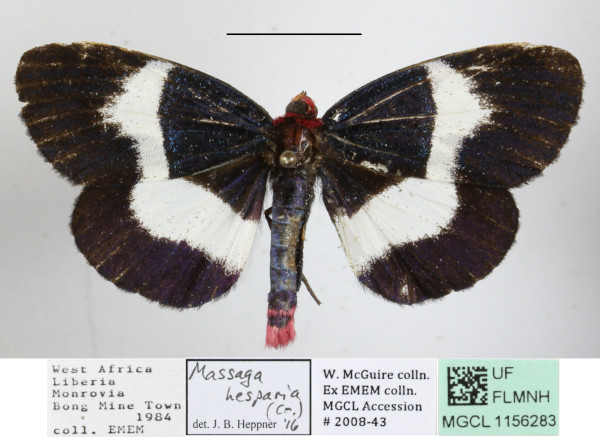 /filer/webapps/moths/media/images/H/hesparia_Massaga_A_MGCLa_02.JPG