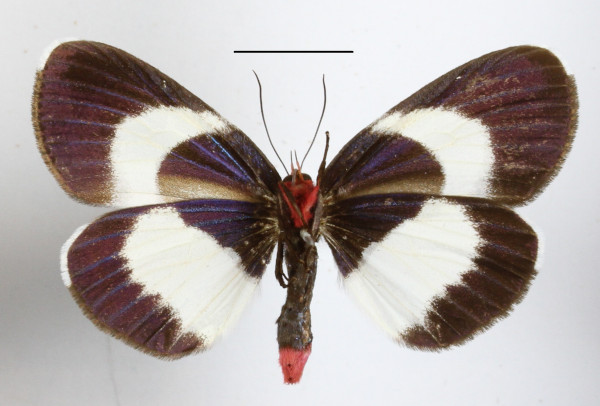 /filer/webapps/moths/media/images/H/hesparia_Massaga_A_MGCLb_01.JPG