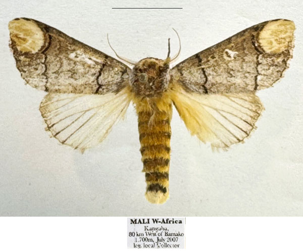 /filer/webapps/moths/media/images/H/hespera_Antheua_PTP_Mueller.jpg