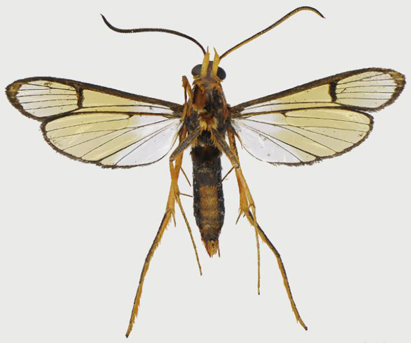 /filer/webapps/moths/media/images/H/hesperia_Tipulamima_HT_ANHRTb.jpg