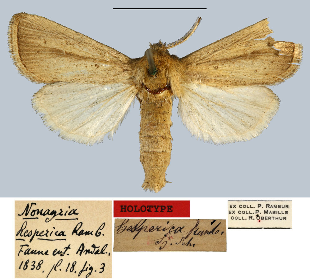 /filer/webapps/moths/media/images/H/hesperica_Nonagria_HT_MNHN.jpg