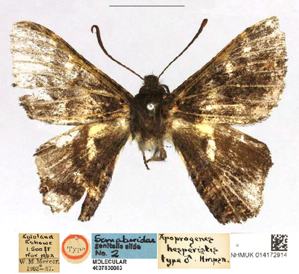 /filer/webapps/moths/media/images/H/hesperistis_Apoprogones_HT_NHMUKa.jpg