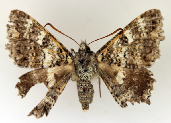 /filer/webapps/moths/media/images/H/hesperistis_Apoprogonida_AF_TMSA_01.jpg