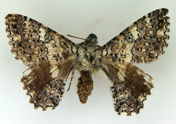 /filer/webapps/moths/media/images/H/hesperistis_Apoprogonida_AF_TMSA_02.jpg