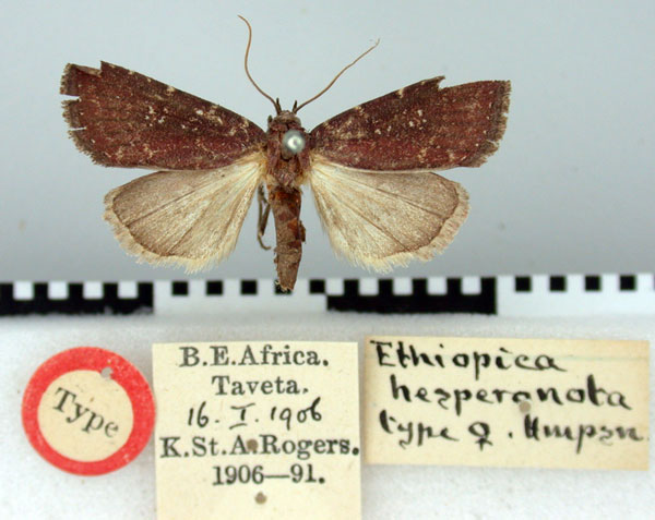 /filer/webapps/moths/media/images/H/hesperonota_Ethiopica_HT_BMNH.jpg