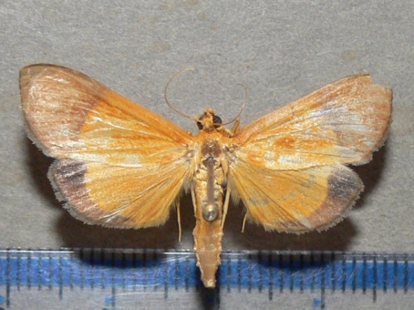 /filer/webapps/moths/media/images/H/hesusalis_Phostria_A_Goff_03.JPG