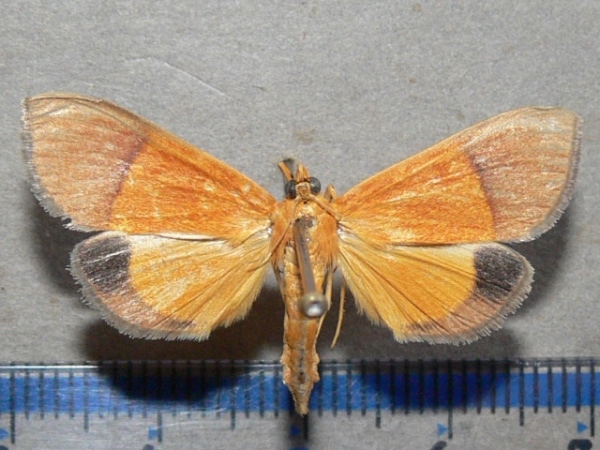 /filer/webapps/moths/media/images/H/hesusalis_Phostria_A_Goffa_02.JPG