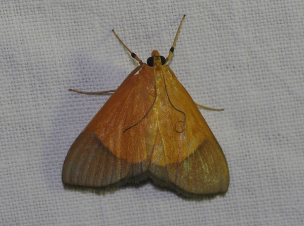 /filer/webapps/moths/media/images/H/hesusalis_Phostria_A_Jorpeland.jpg