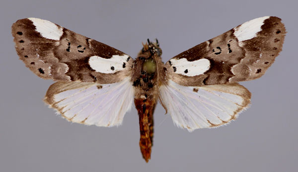 /filer/webapps/moths/media/images/H/heterochroa_Callicereon_A_RMCA_01.jpg