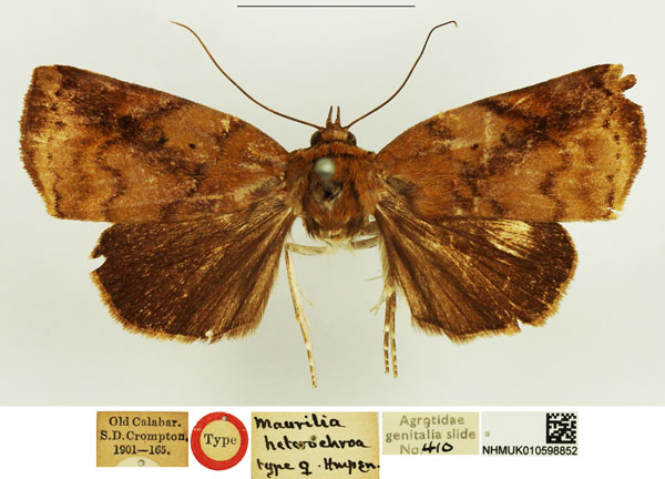 /filer/webapps/moths/media/images/H/heterochroa_Maurilia_STF_NHMUK.jpg