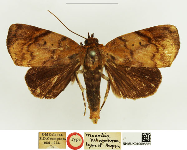 /filer/webapps/moths/media/images/H/heterochroa_Maurilia_STM_NHMUK.jpg