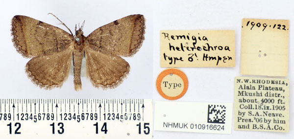 /filer/webapps/moths/media/images/H/heterochroa_Remigia_HT_BMNH.jpg