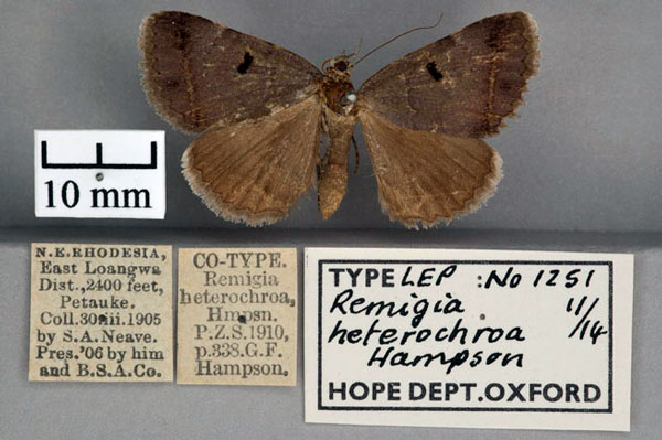 /filer/webapps/moths/media/images/H/heterochroa_Remigia_STF2_OUMNH_01.jpg