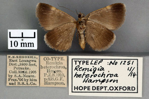 /filer/webapps/moths/media/images/H/heterochroa_Remigia_STF2_OUMNH_02.jpg