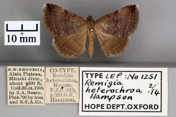 /filer/webapps/moths/media/images/H/heterochroa_Remigia_STF_OUMNH_01.jpg