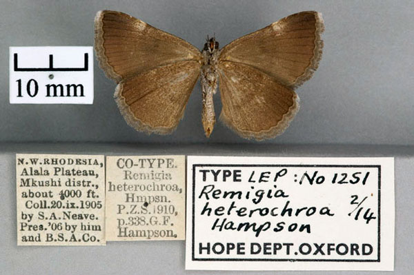 /filer/webapps/moths/media/images/H/heterochroa_Remigia_STF_OUMNH_02.jpg