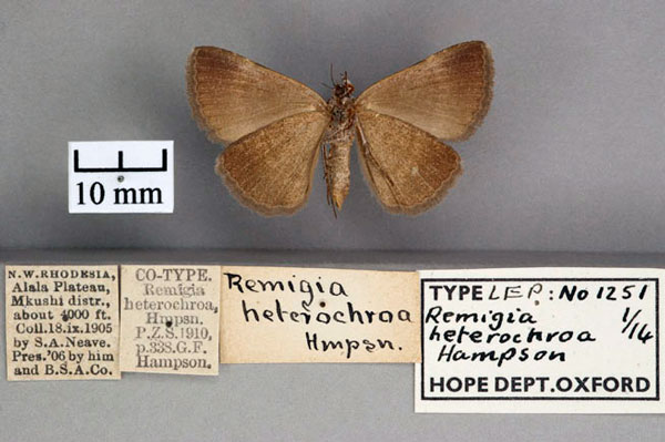 /filer/webapps/moths/media/images/H/heterochroa_Remigia_ST_OUMNH_02.jpg