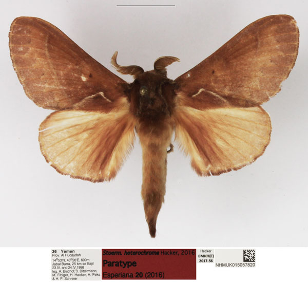 /filer/webapps/moths/media/images/H/heterochroma_Stoermeriana_PTM_NHMUK_01.jpg