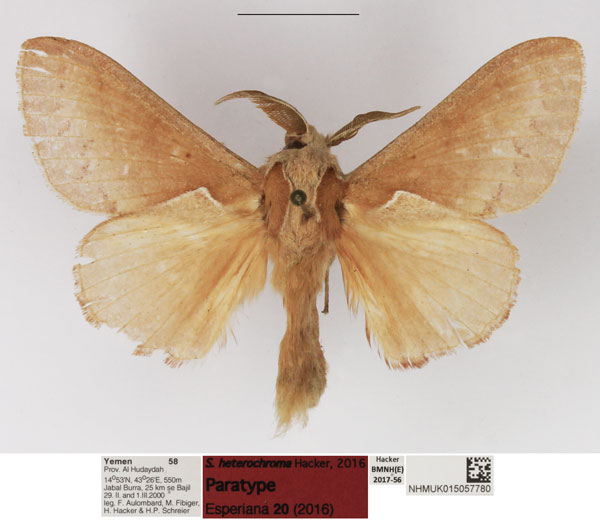 /filer/webapps/moths/media/images/H/heterochroma_Stoermeriana_PTM_NHMUK_02.jpg