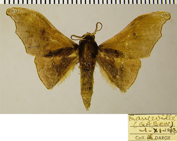 /filer/webapps/moths/media/images/H/heterodoxa_Sphingomima_AM_ZSM.jpg