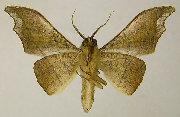 /filer/webapps/moths/media/images/H/heterodoxa_Sphingomima_AM_ZSMb.jpg
