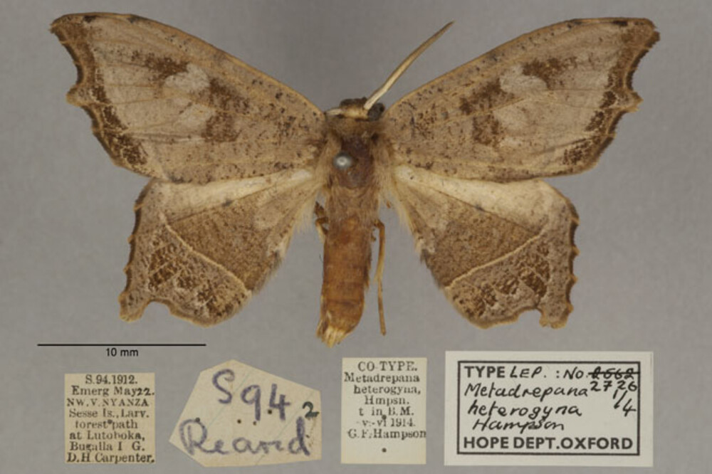 /filer/webapps/moths/media/images/H/heterogyna_Epicampoptera_PL_OUMNHa_02.jpg