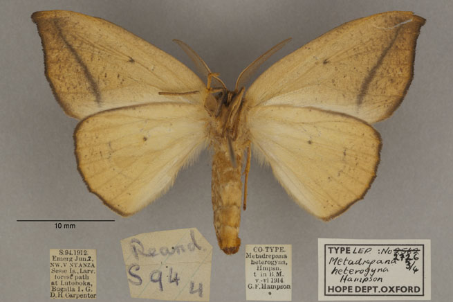 /filer/webapps/moths/media/images/H/heterogyna_Epicampoptera_PL_OUMNHb_01.jpg