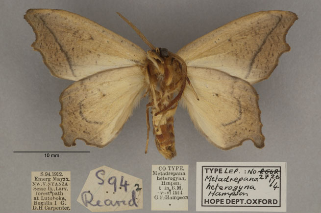 /filer/webapps/moths/media/images/H/heterogyna_Epicampoptera_PL_OUMNHb_02.jpg