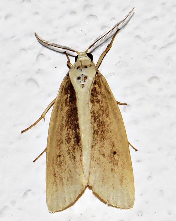/filer/webapps/moths/media/images/H/heterogyna_Ilemodes_A_Braun_03.jpg