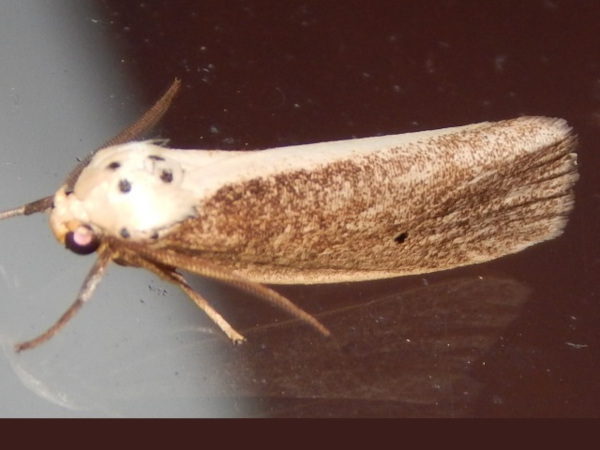 /filer/webapps/moths/media/images/H/heterogyna_Ilemodes_A_Grobler.jpg