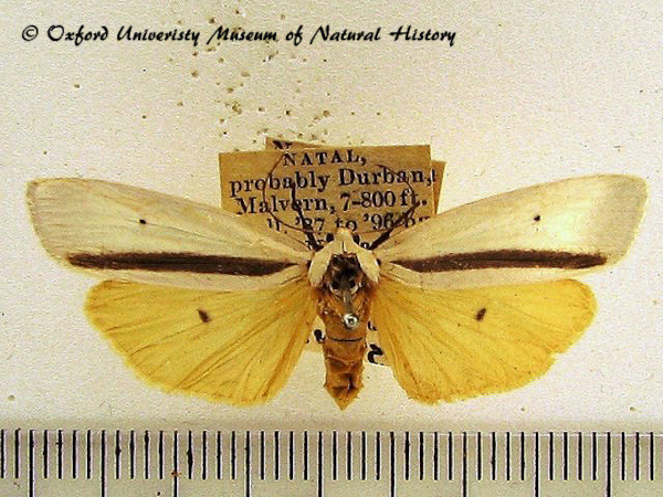 /filer/webapps/moths/media/images/H/heterogyna_Ilemodes_A_OUMNH.jpg