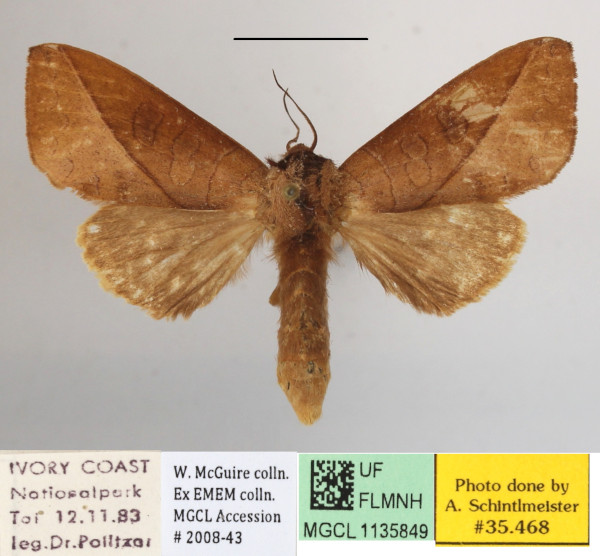 /filer/webapps/moths/media/images/H/heterogyna_Peratodonta_AF_MGCLa_02.JPG
