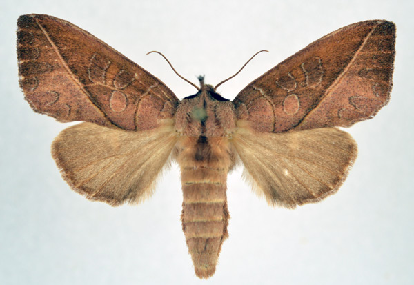 /filer/webapps/moths/media/images/H/heterogyna_Peratodonta_AF_NHMO.jpg