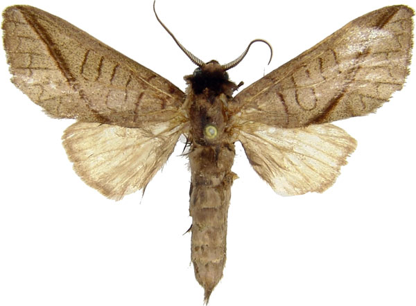 /filer/webapps/moths/media/images/H/heterogyna_Peratodonta_AM_MCJM.jpg