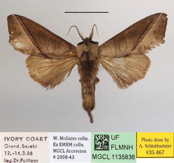 /filer/webapps/moths/media/images/H/heterogyna_Peratodonta_AM_MGCLa_01.JPG